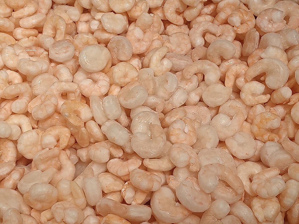 shrimp — reference photograph