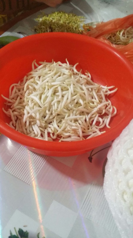 sprouts — reference photograph